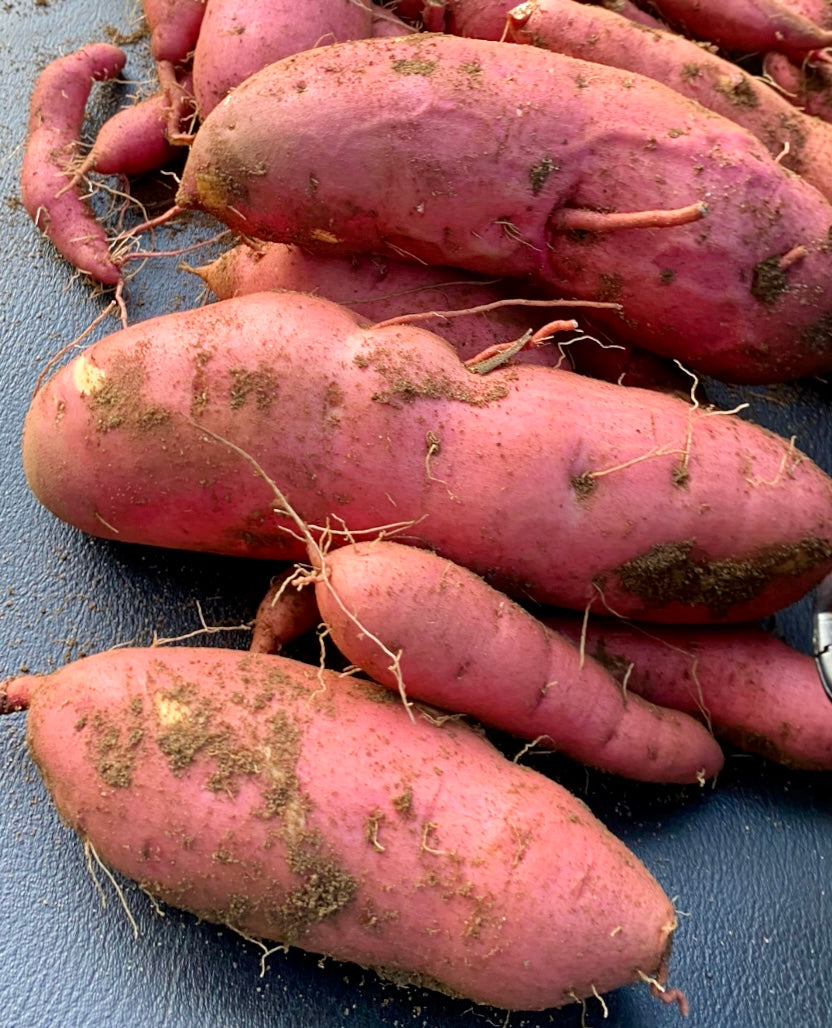 SWEET POTATO
