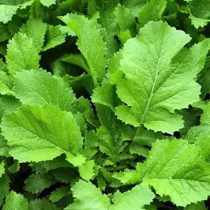 Mustard Greens