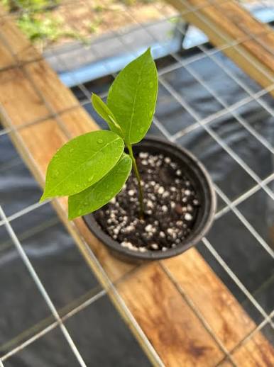 SOURSOP SEEDLING - $40.00/EA