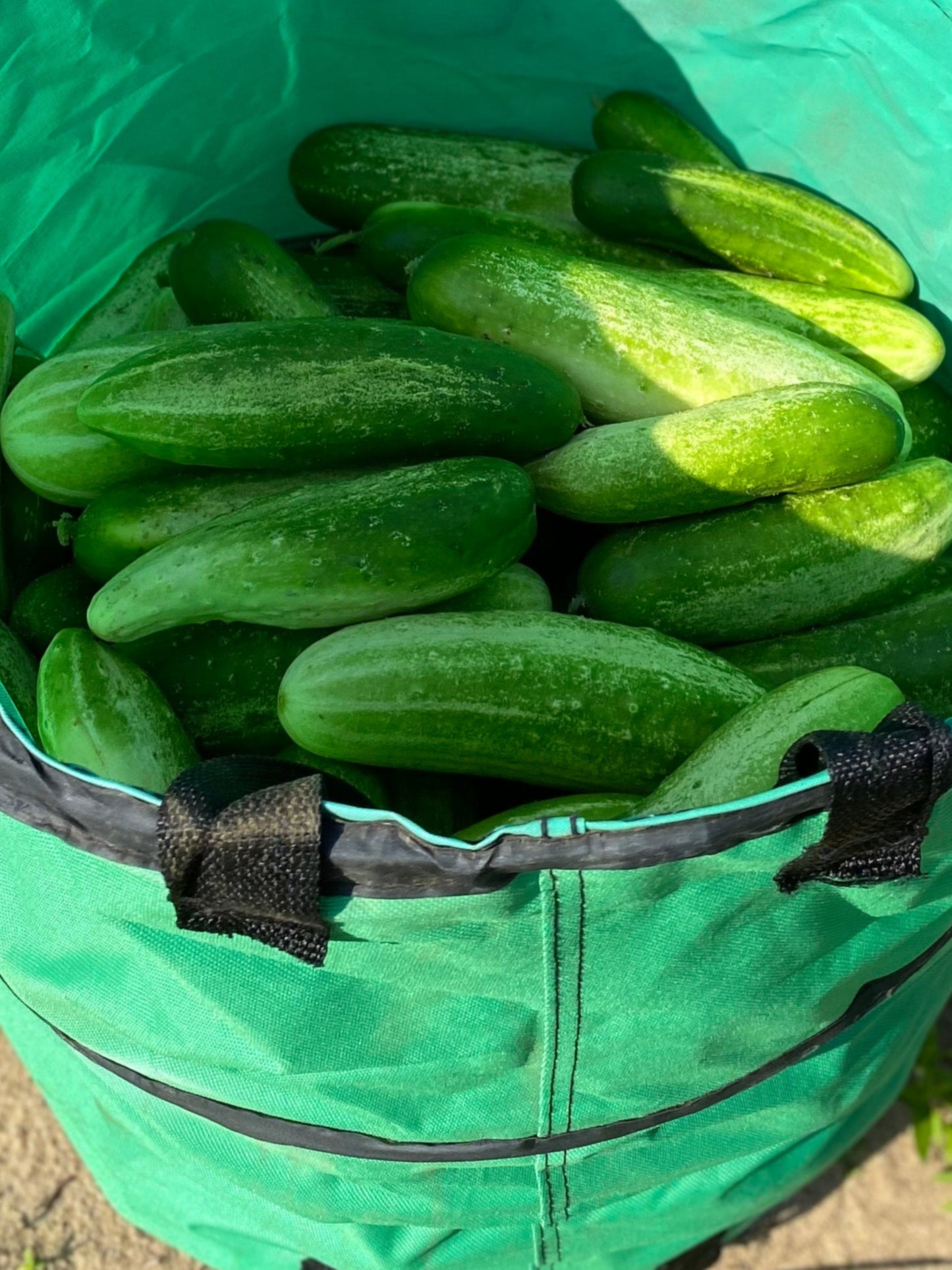 CUCUMBER - $2.00/LB