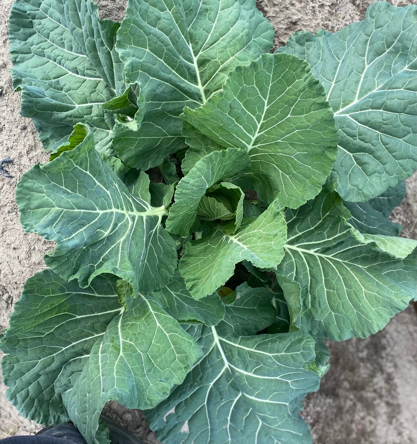 COLLARD GREEN - $5.00/EA