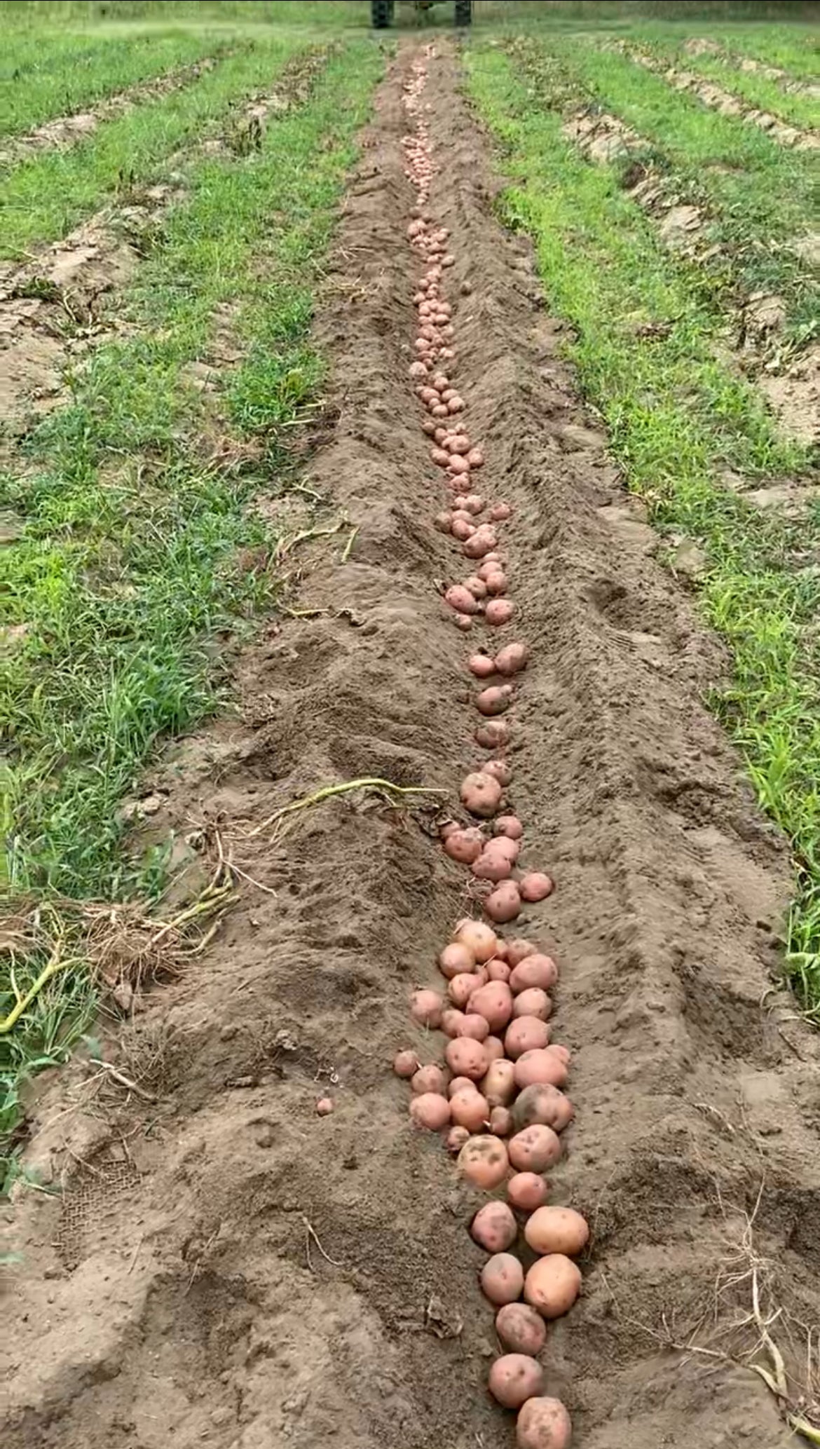 POTATO; Red - $2.00/LB