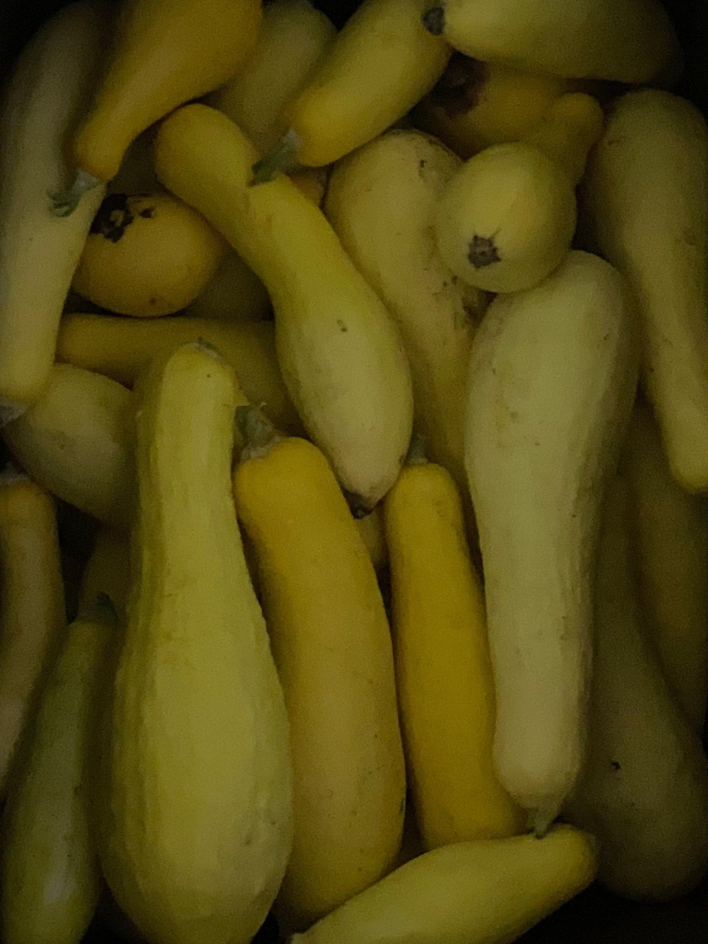 SQUASH; Yellow - $2.25/LB