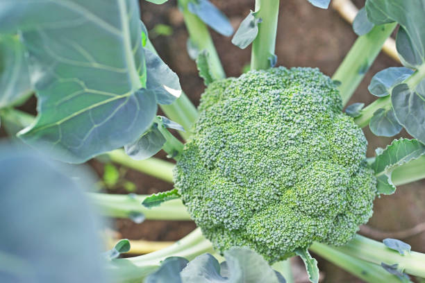 BROCCOLI; Fresh Farm-Grown - $4.00/LB