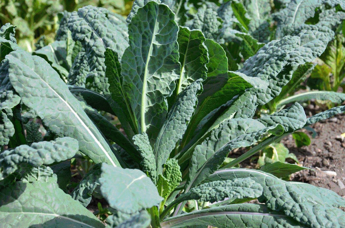 KALE - $4.00/EA
