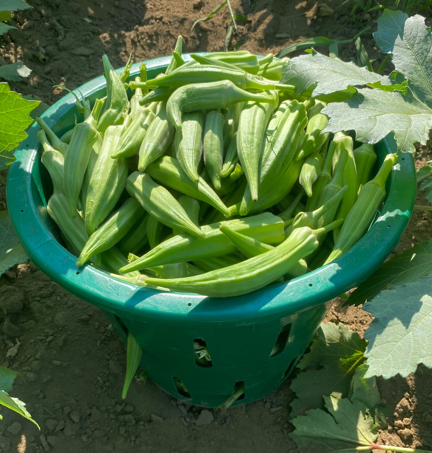 OKRA; Fresh Farm-Grown - $3.50/LB