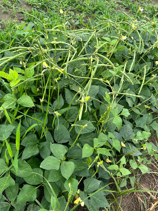 FIELD PEAS - $45.00/BU