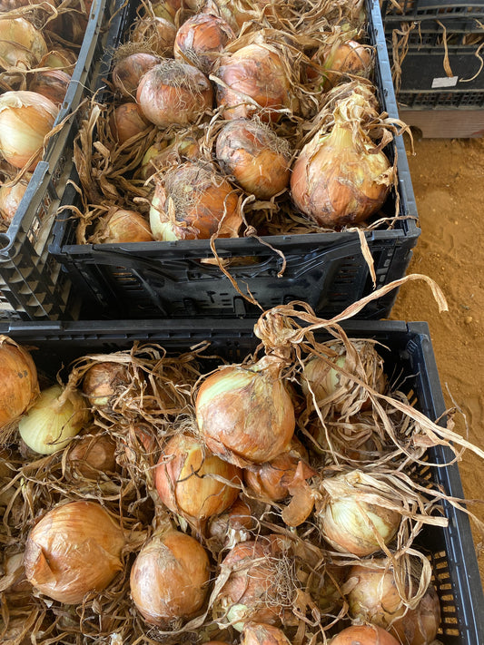 ONION; Fresh