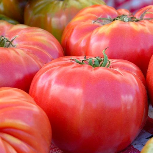 HEIRLOOM TOMATO; Brandywine - $3.50/LB