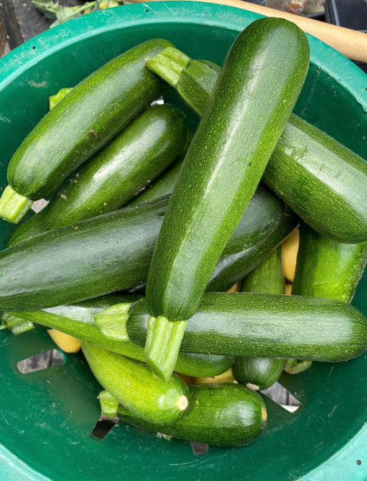 SQUASH; Green Zucchini - $2.50/LB