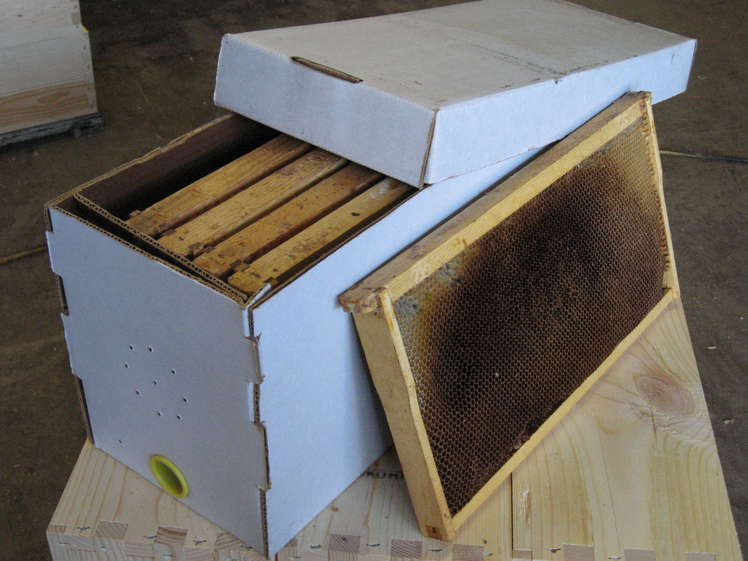 5-Frame Honeybee Nuc with Queen