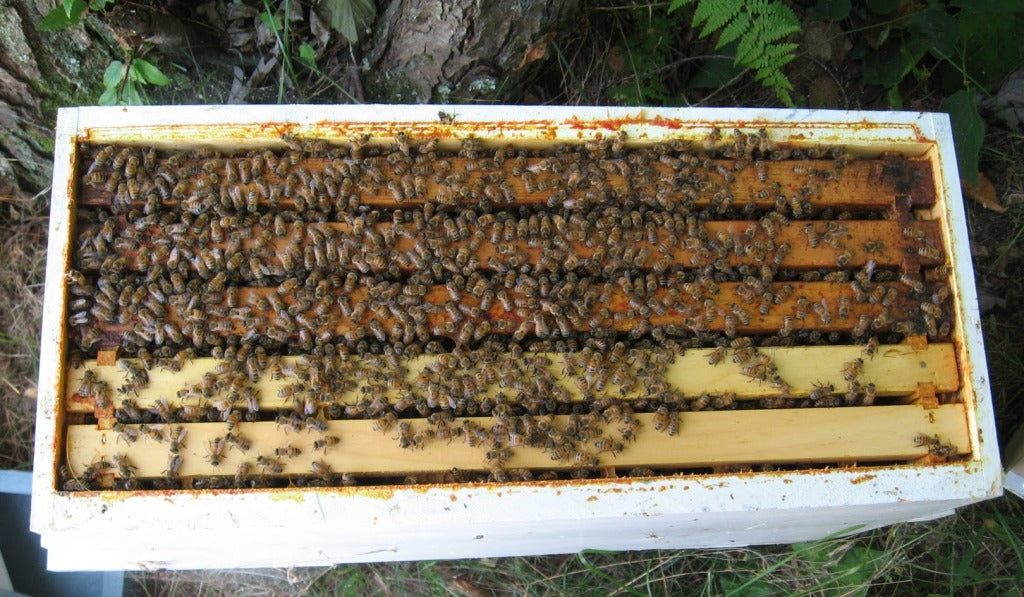 5-Frame Honeybee Nuc with Queen