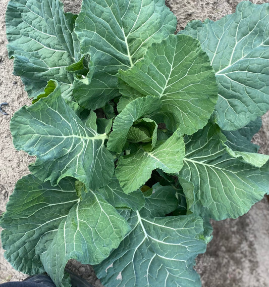 COLLARD GREEN - $5.00/EA