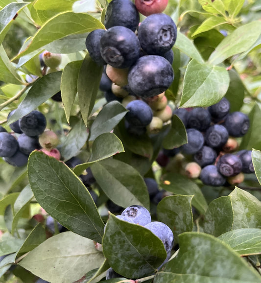 BLUEBERRIES $3.00/PT