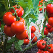 TOMATO; Linda Round - $3.50/LB