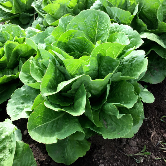 LETTUCE; Romaine - $3.00/EA