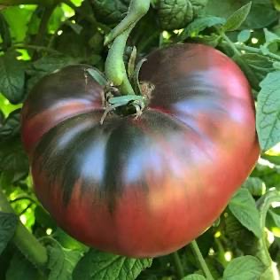 HEIRLOOM TOMATO; Cherokee Purple - $3.50/LB