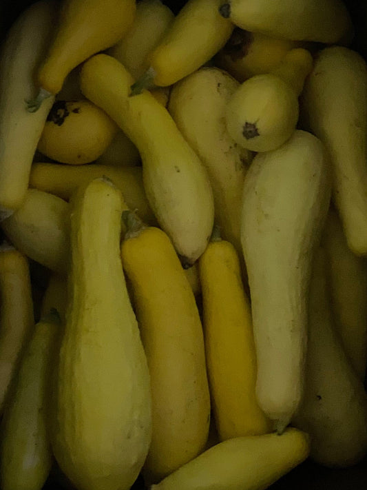 SQUASH; Yellow - $2.25/LB