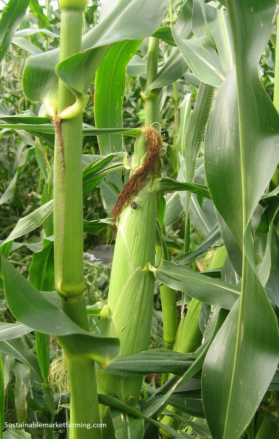 CORN; Sweet - $0.75/EA