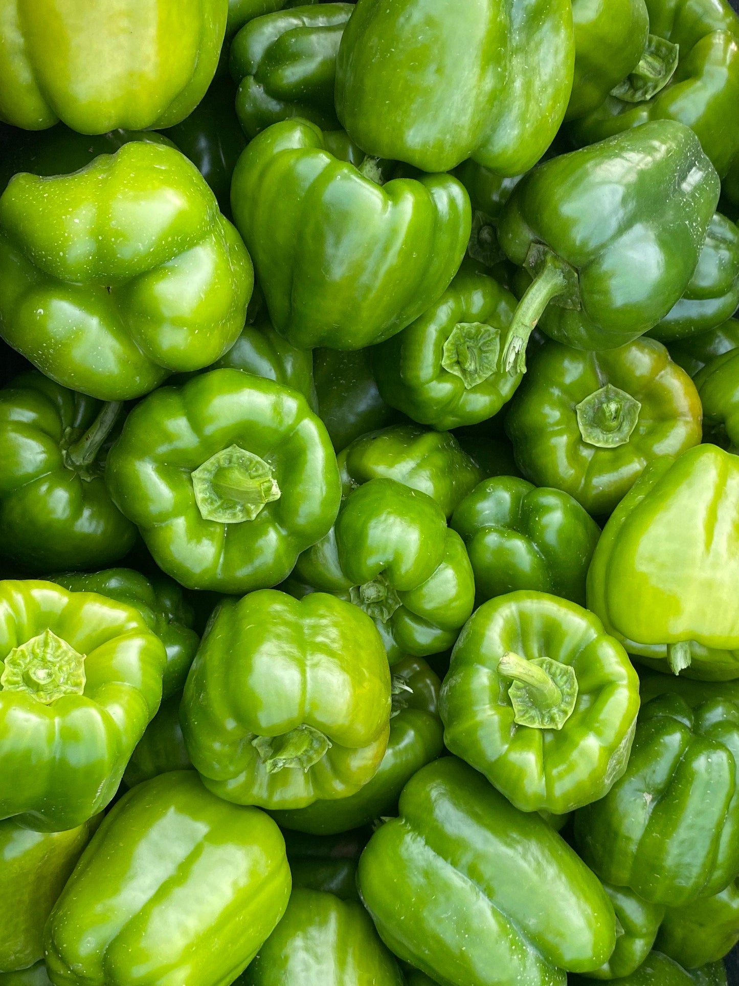 BELL PEPPER; Green - $3.00/LB