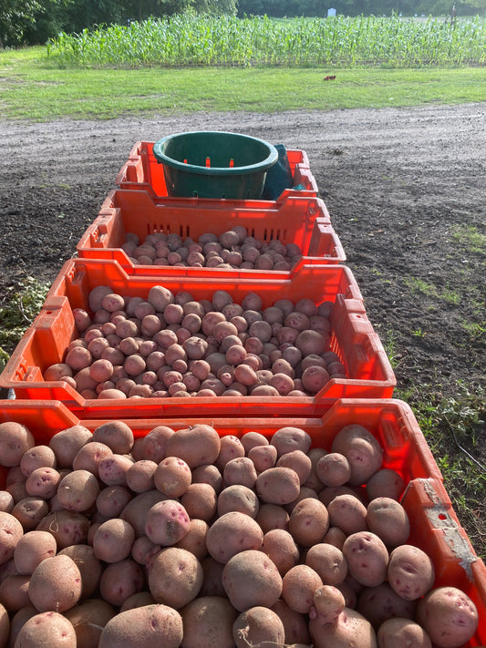 POTATO; Red - $2.00/LB